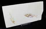 Bargain Knightia Fossil Fish Plate - x #20473-1